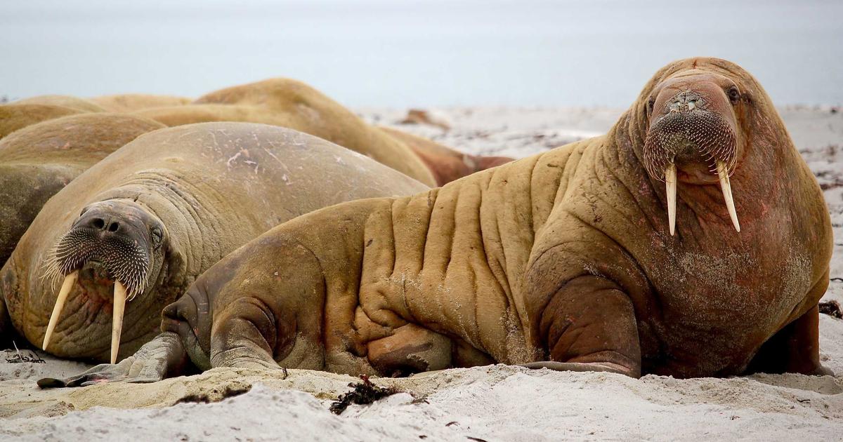 卓越领导者核心能力模型